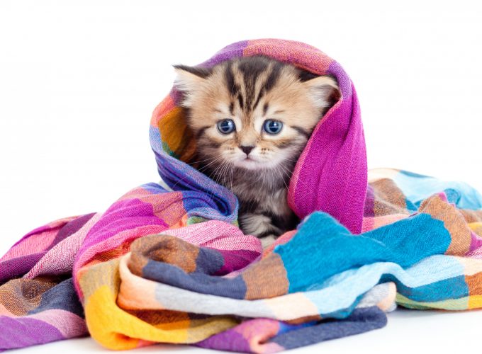 Wallpaper kitten, cute animals, 5k, Animals 5416013193
